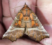 The Herald moth