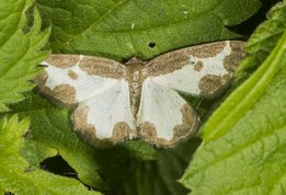 Sortrandet måler - Lomaspilis marginata