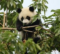 Pandaunge i bambus
