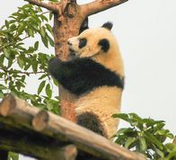 Panda på vej ned