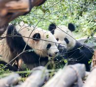 2 voksne pandaer 