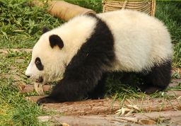Pandaunge