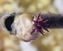 Hasselblomst